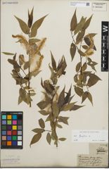 Foto von Salix fragilis L.